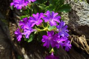 43 Primula irsuta (Primula hirsuta)